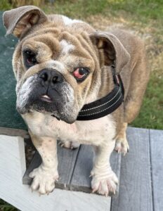 Bulldog
