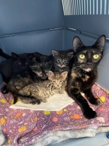 mama cat with kittens