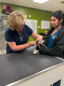 veterinarian and assistant with cat