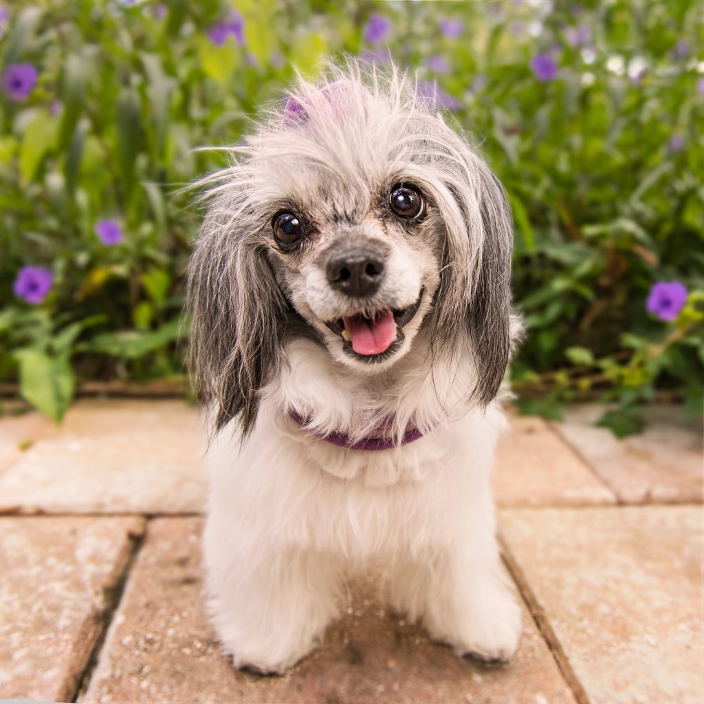 small dog Zivah